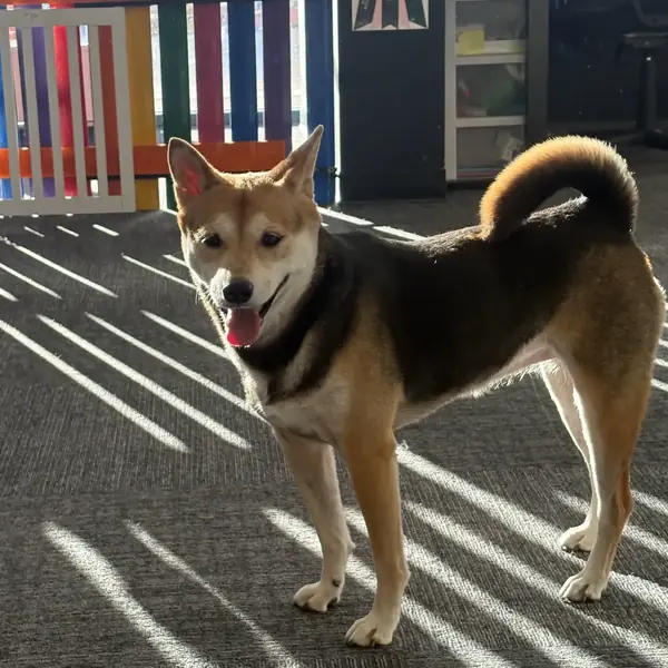 Boarding stay at K9 Rox Club Las Vegas